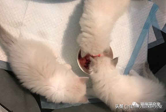 猫对肉类不感兴趣怎么办,幼猫吃罐头上瘾不吃猫粮