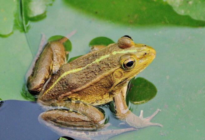 蝌蚪变态期怎样饲养,蝌蚪生长时期要注意什么