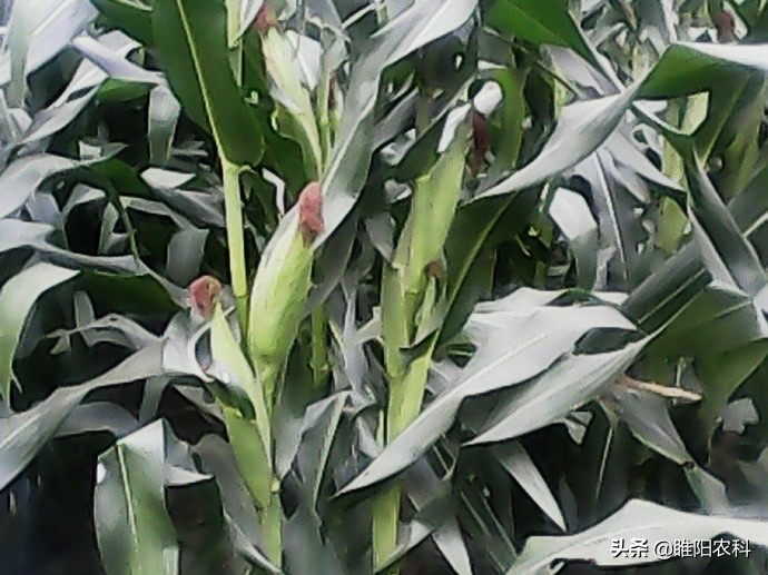 今年最新哪个玉米种高产,现在最高产的玉米新品种