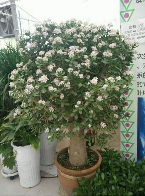 家里适合养花镇宅,懒人养花养什么树好养呢