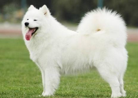 盘点那些奇形怪状的狗狗,十种狗狗比起来哪种狗狗最厉害呢