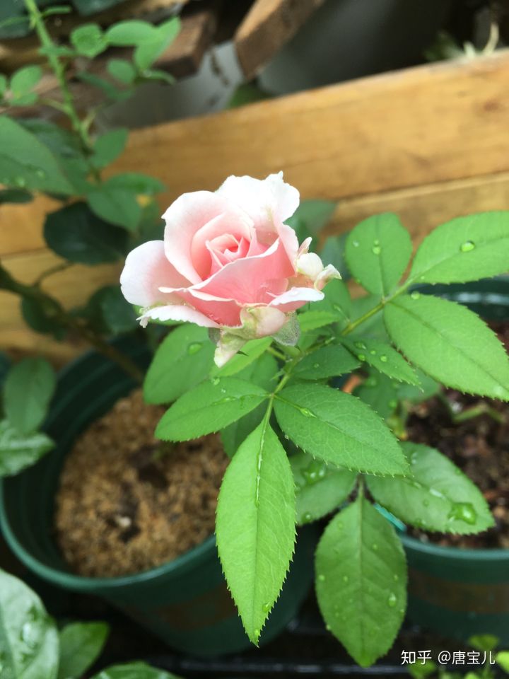 如何提升花种成活率,花种种植生活小技巧