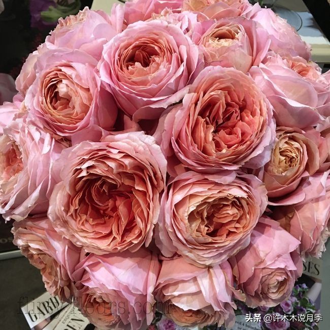 20款大花浓香的月季,好看好养四季开花的月季