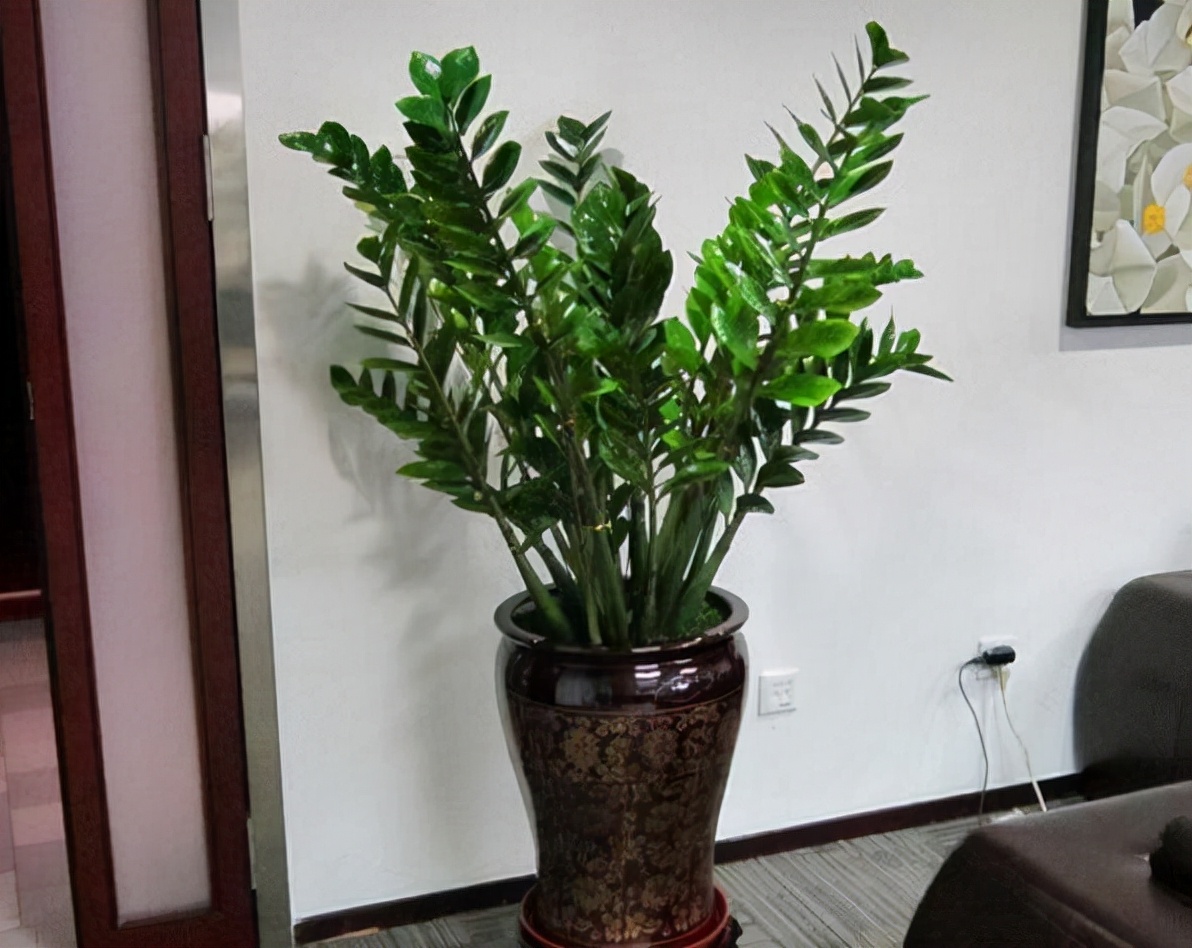 家中养什么花草对风水好,有钱人养什么花