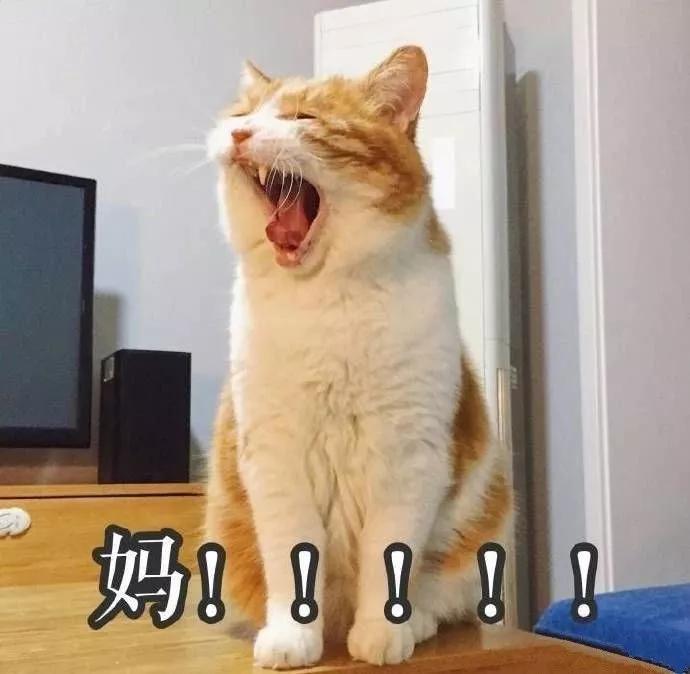 疫情期间，我家猫却发情了，我该怎么办？