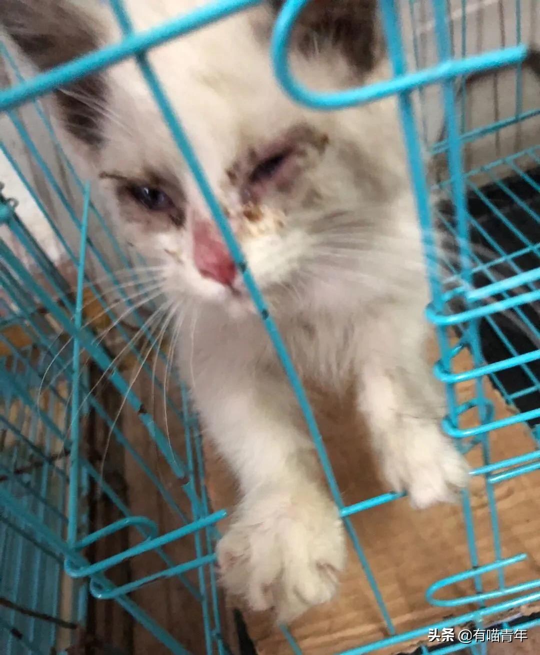 喷墨机为何突然对猫下此毒手?