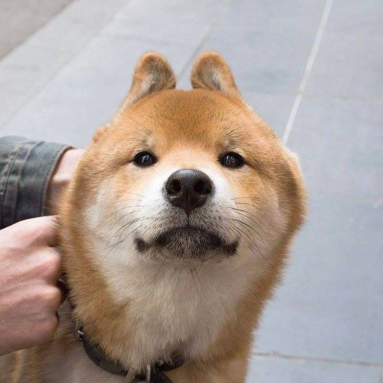 柴犬优缺点合集，给准备购入的你一个参考