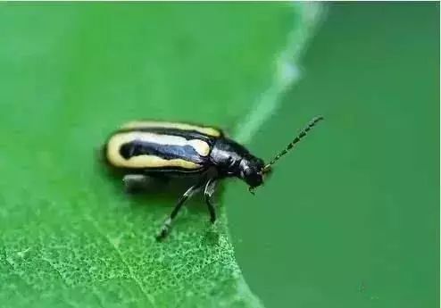 蔬菜害虫防治大全,蔬菜害虫最佳防治方法