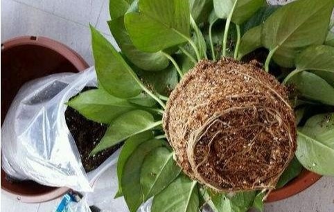 谁说绿萝知识浇浇水?很多人都养错了,绿萝应该这么养