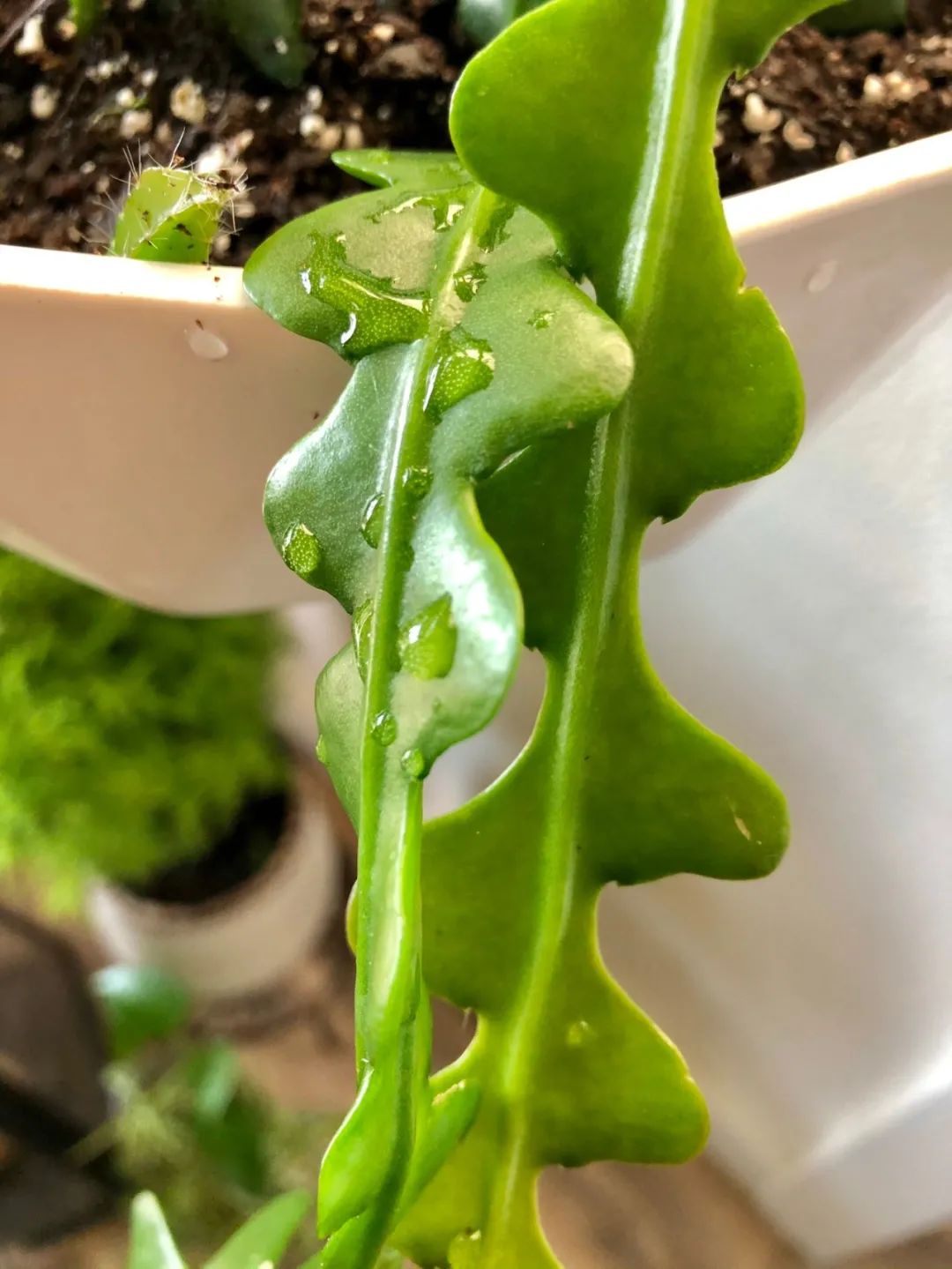 家里养的盆栽鱼骨令箭不开花,叶子发皱,可能是这5点没做好