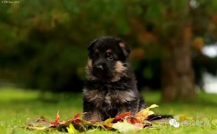 德国牧羊犬图片霸气大全集,德国牧羊犬图片精品