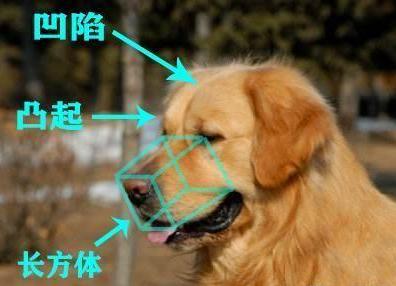 小金毛犬多少钱一只纯种,纯种金毛犬幼犬一般多少钱一只