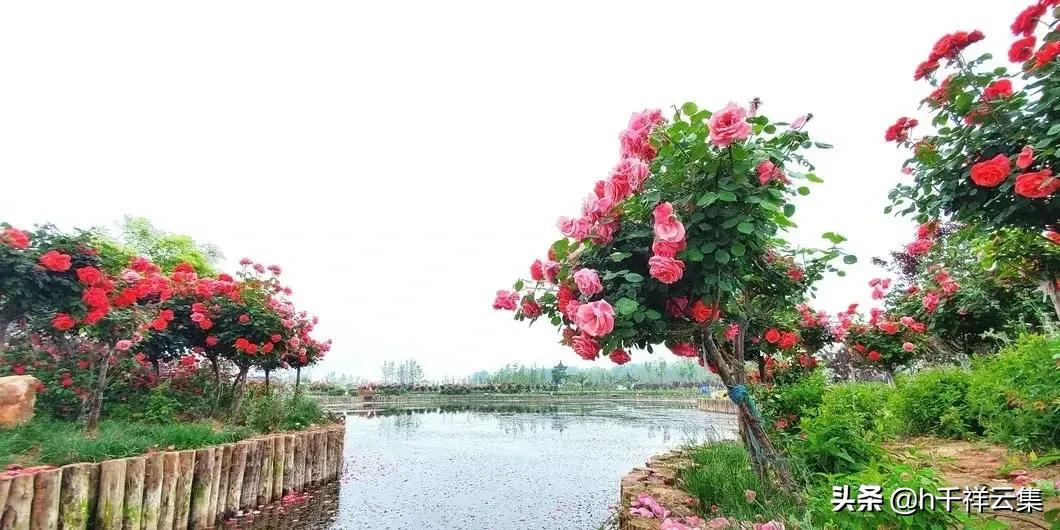 我的家乡商丘夏邑,夏邑又多一处美景有山有水还有花