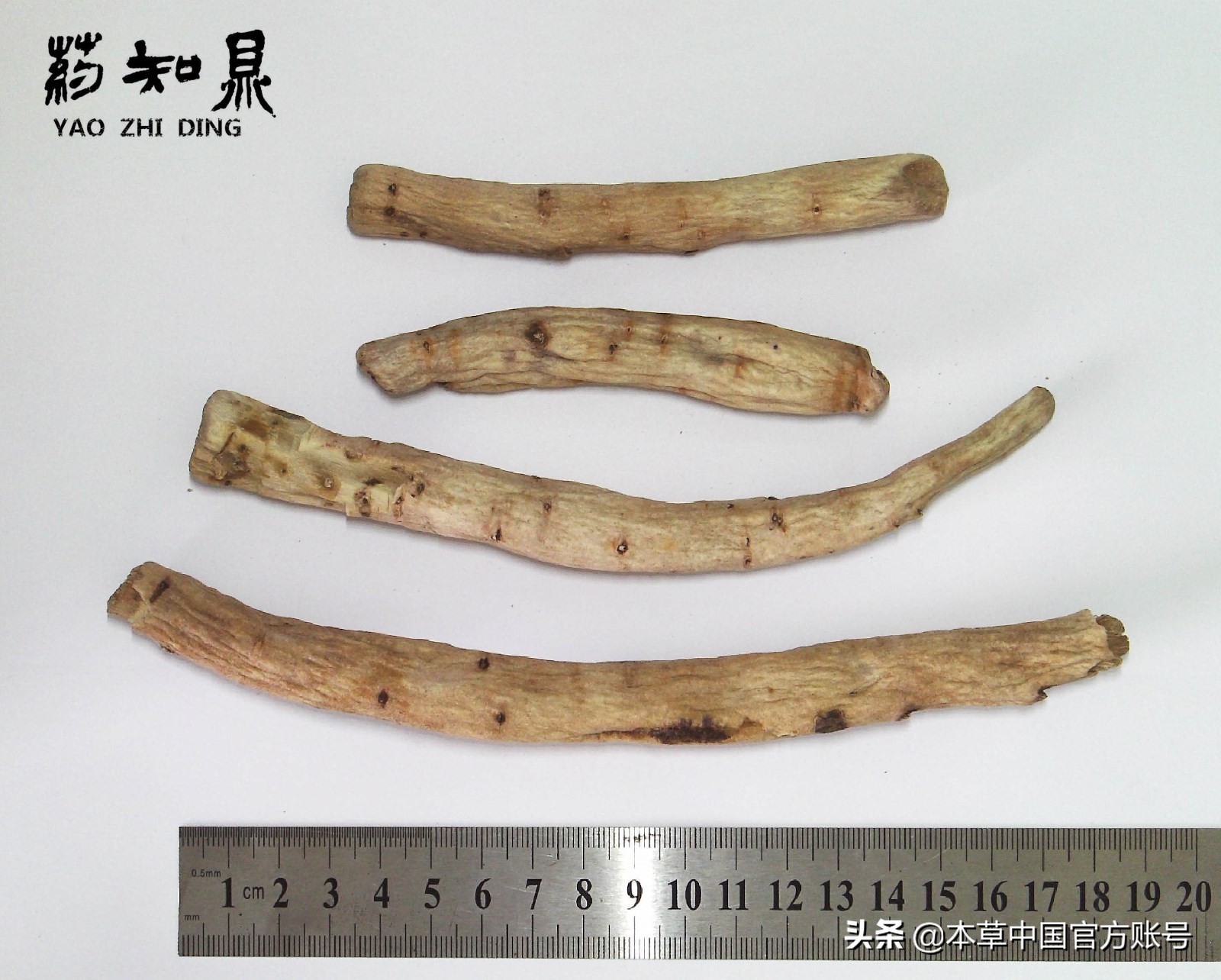 【本草百科·药知鼎——白芍】朵腴花硕，不止于美丽的外表