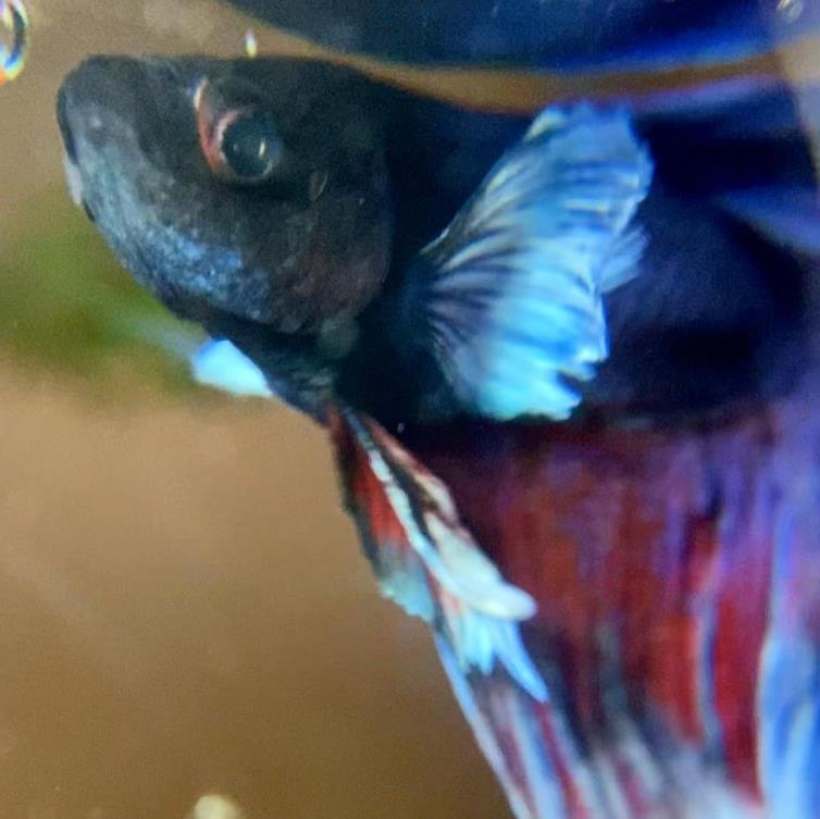 外国女子救下崩溃男子,外国女生救斗鱼