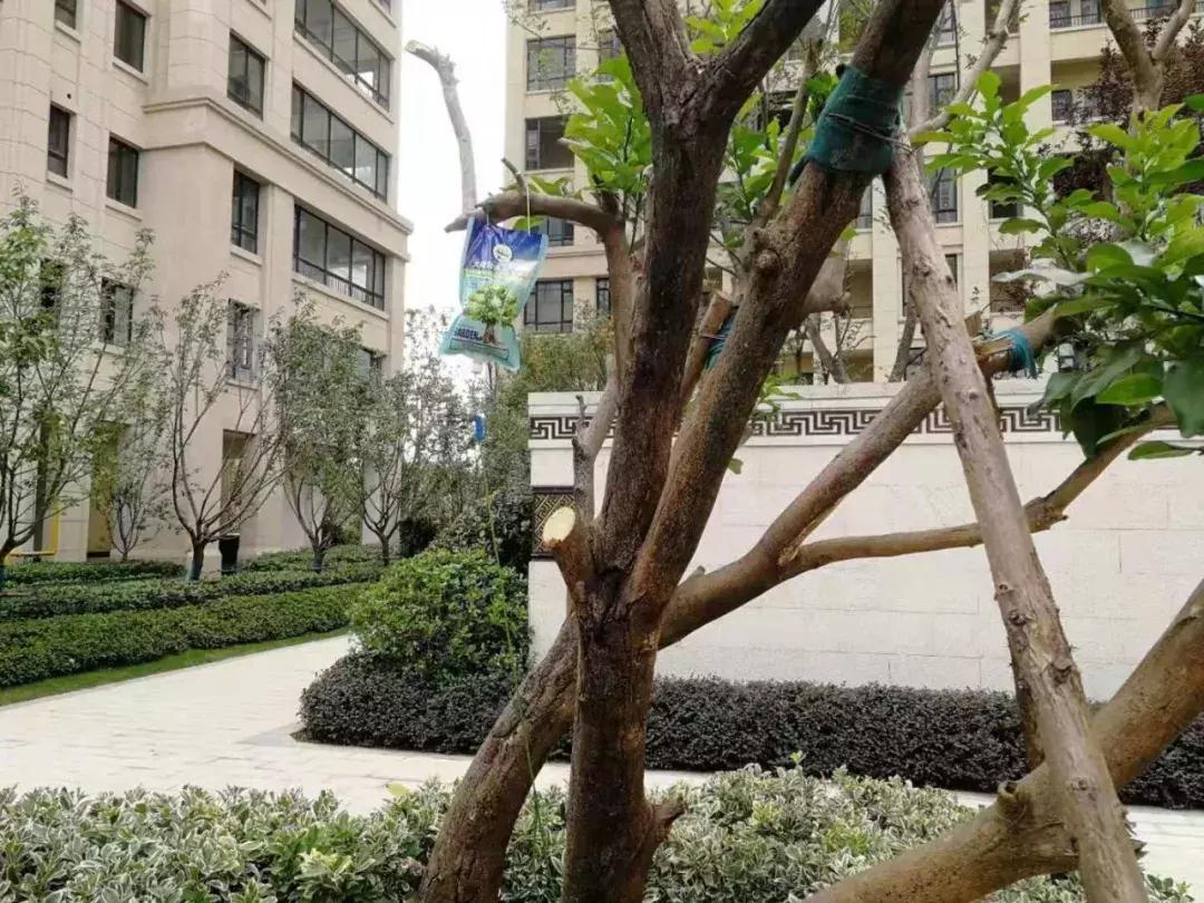 合肥最贵的物业,合肥小区物业费