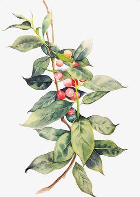 宗璞红豆中红豆出现的次数,红豆宗璞解读