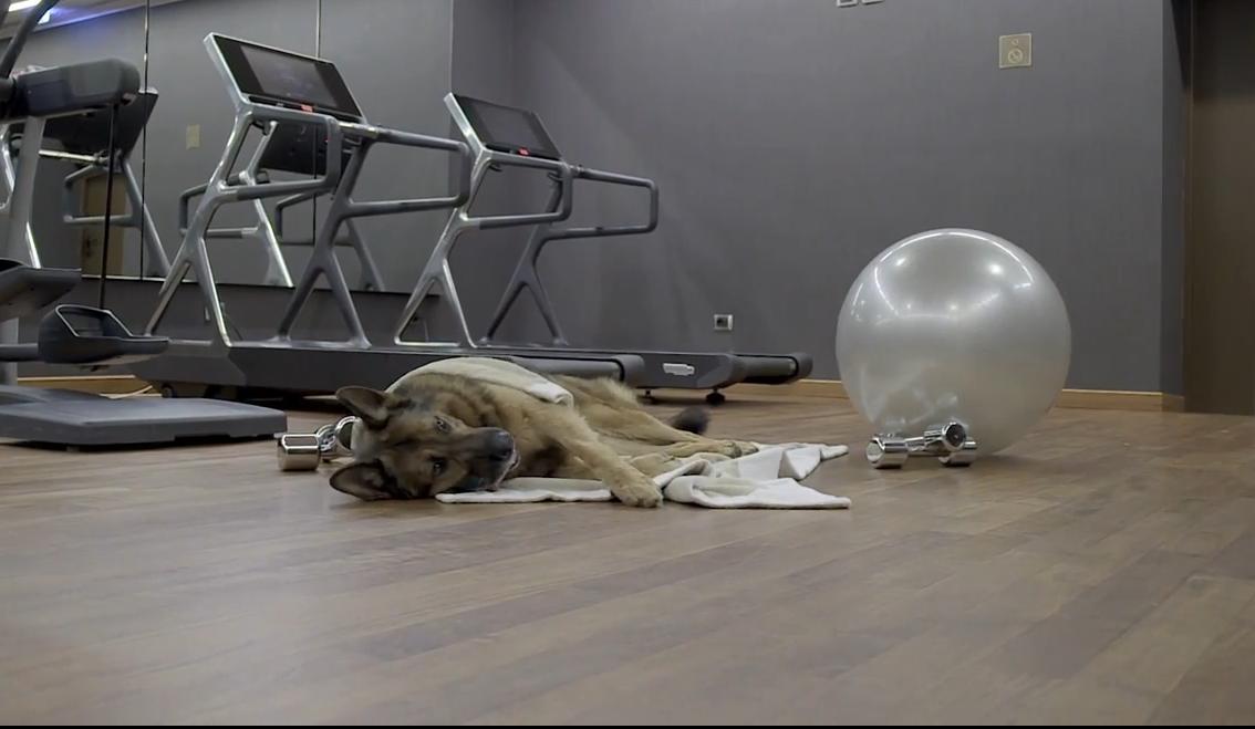 哪些动物大富大贵,那些富豪都是怎么发家致富的