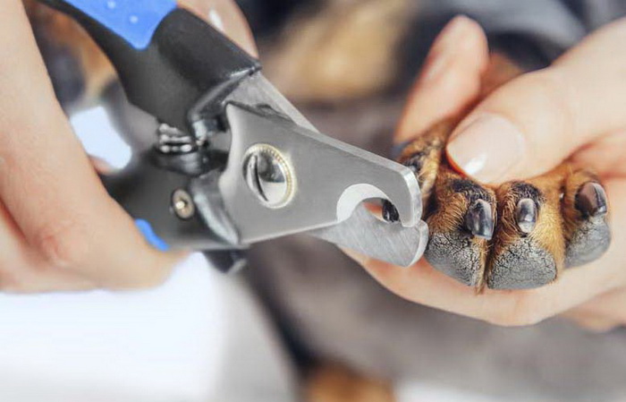 狗狗指甲的毛怎么剪,狗狗的指甲怎么剪视频教学