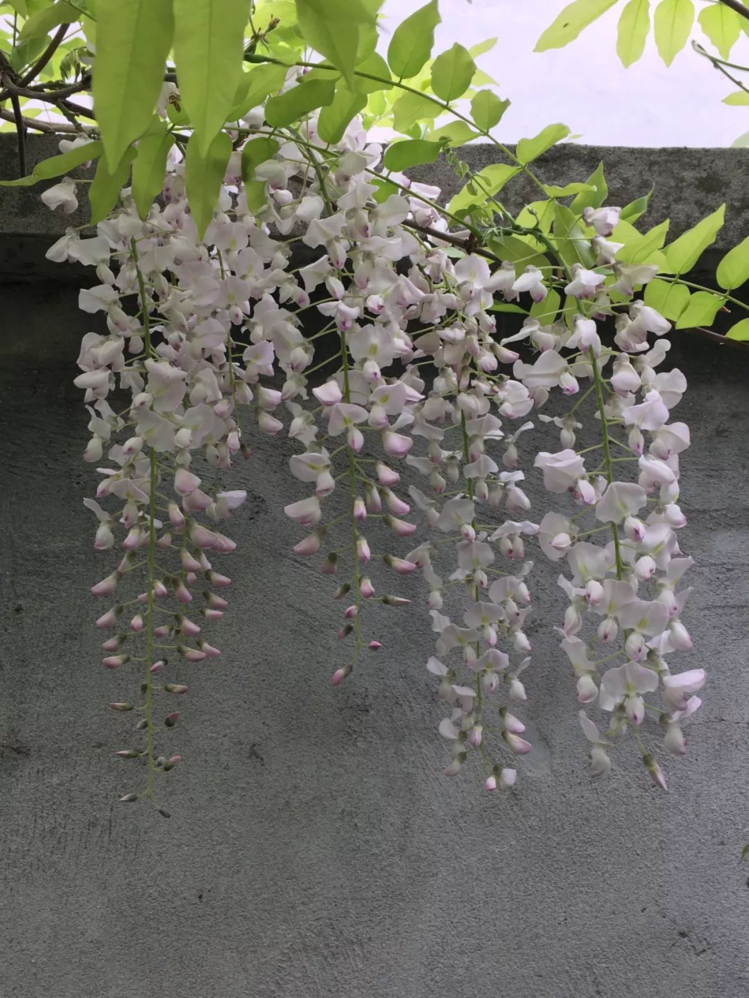 紫藤中最有名的品种叫什么名字,非常好种不需要太阳的紫藤品种