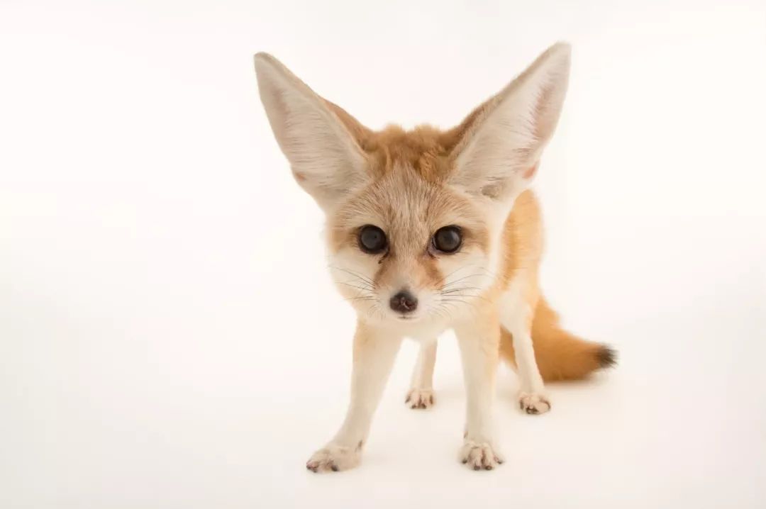 许多家猫家狗的冷知识,狗出没冷知识