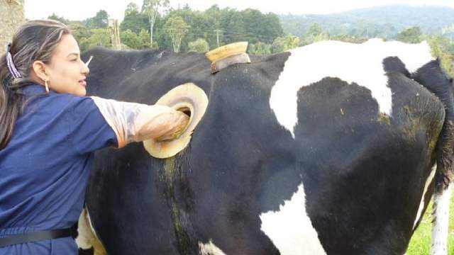 为什么人类会在牛身上安一个孔,牛身上开孔