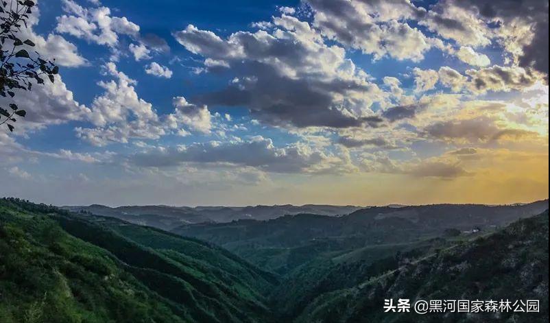 黑河记事——摇钱树的前世今生