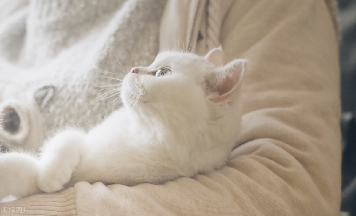 给猫留了几大盆猫粮,给猫咪留了很多猫粮