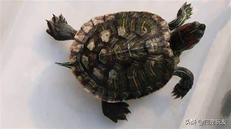 龟感染霉菌怎样回事,龟缘一号百消膏能治真菌感染吗