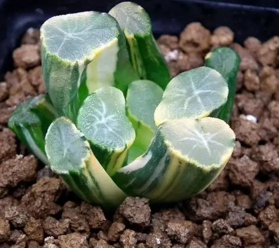 多肉植物好养又容易开花,长相怪异的9种多肉植物