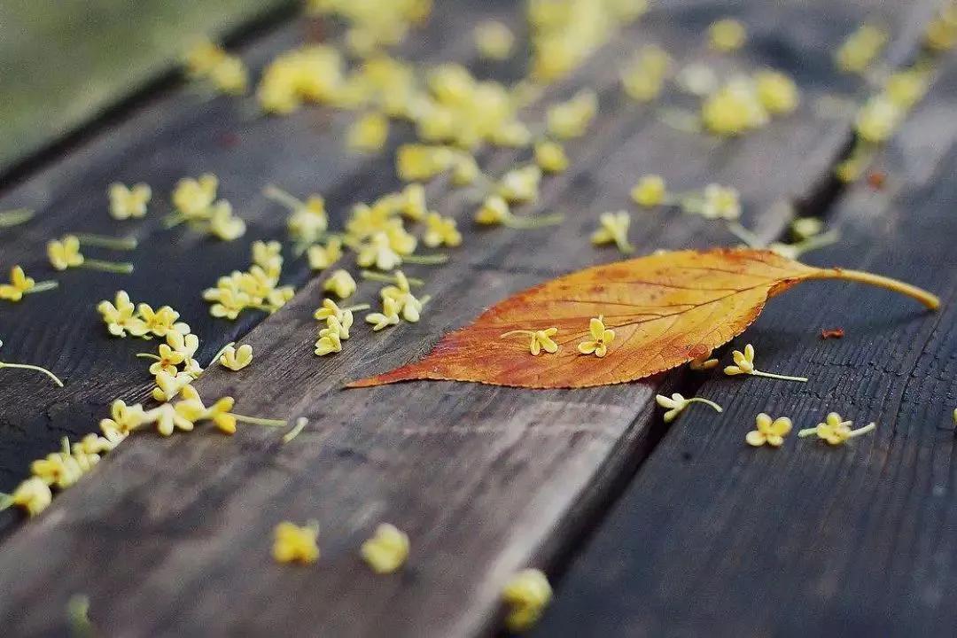 遇间播报|秋风拂杭州,阵阵桂香,满觉陇寻闲适,竟在山舍