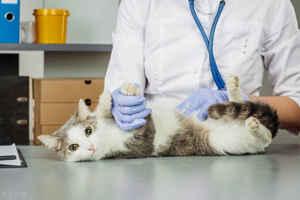 养一只猫一年要花费多少,养一只猫一年要花费多少钱