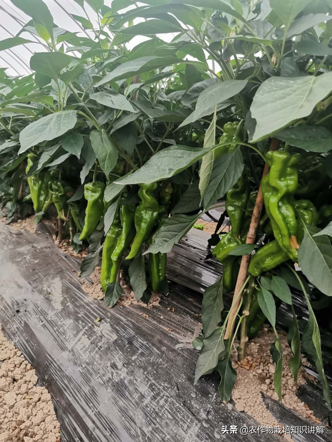 辣椒疫病治不住,辣椒病害难防
