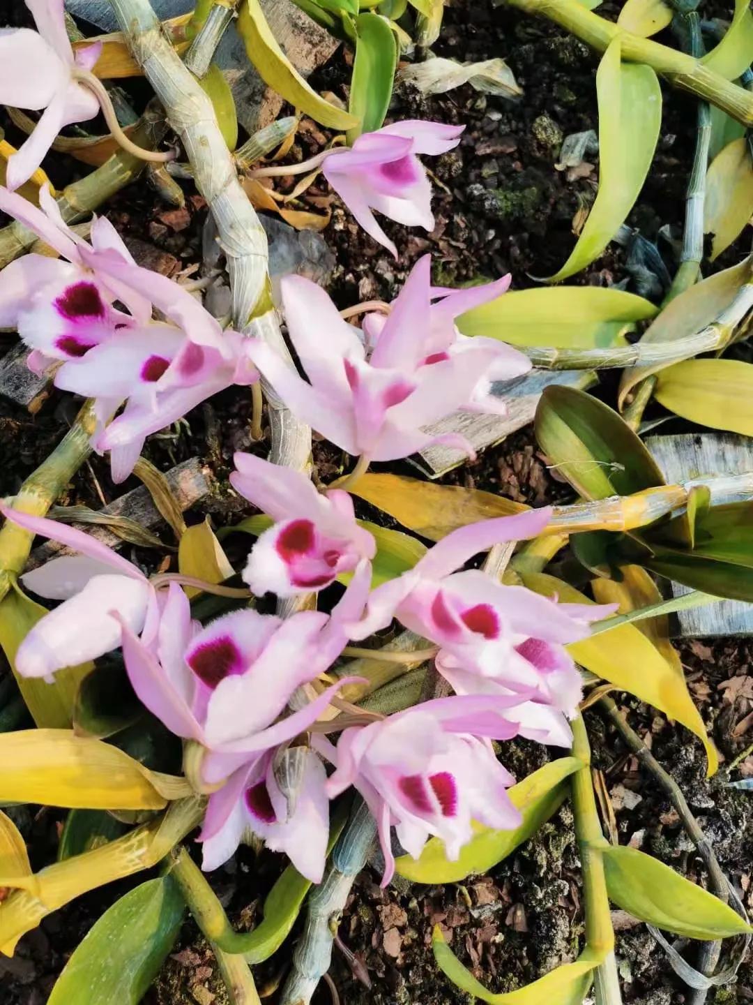 野生石斛兰,野生石斛是国家保护植物吗