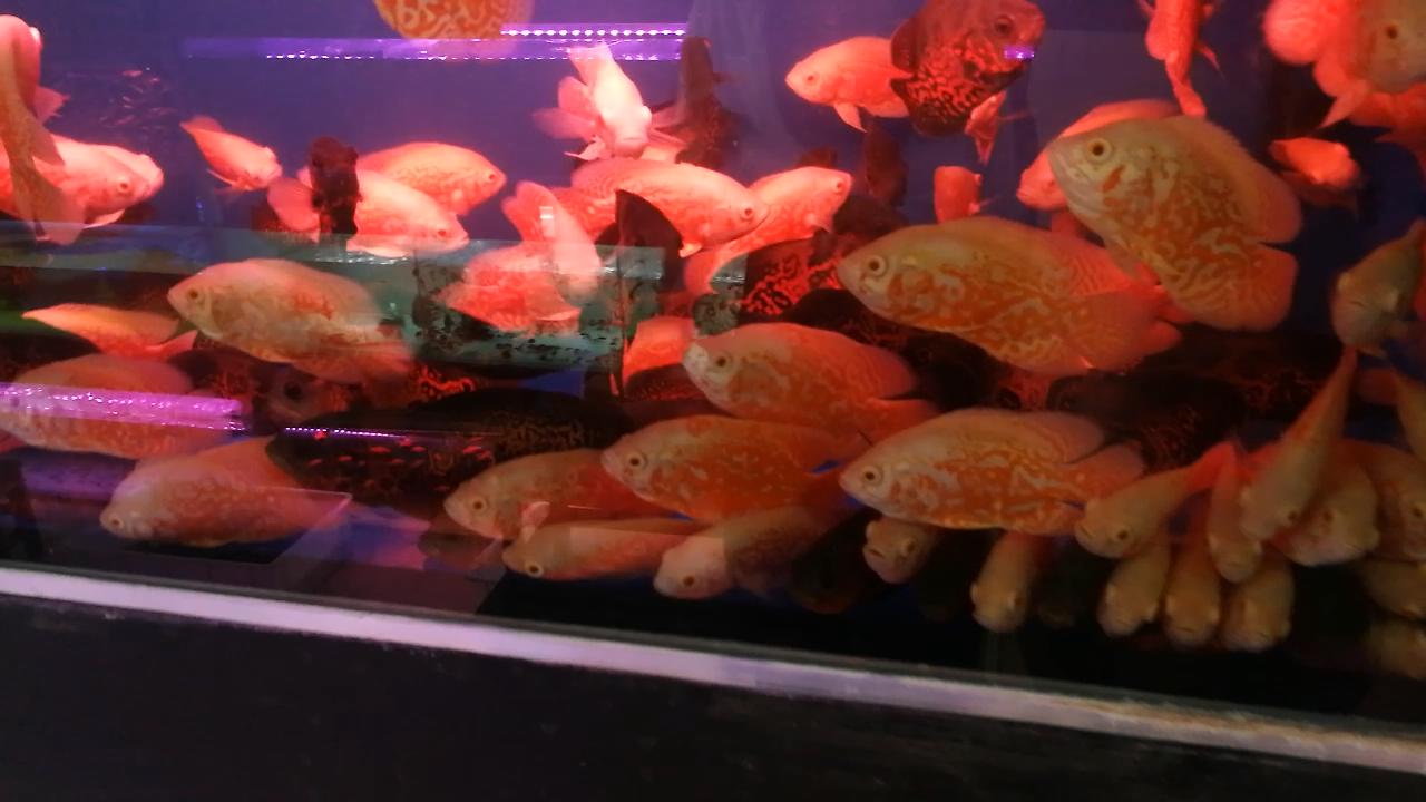 凶猛观赏鱼从哪里买,观赏鱼市场买热带鱼