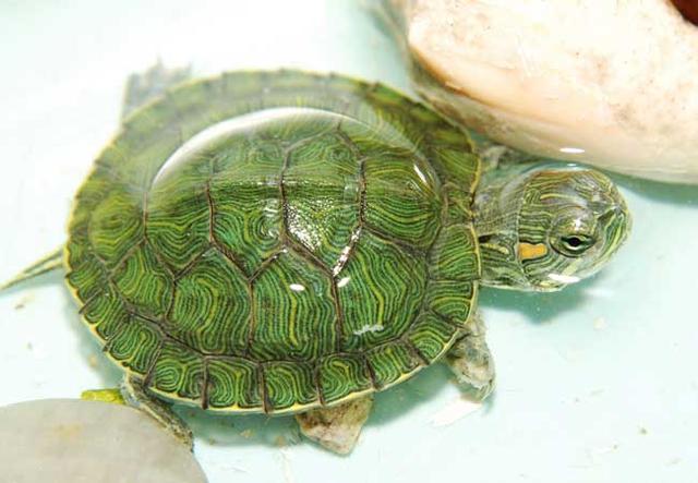 小乌龟可以吃什么怎么养,小乌龟应该吃什么东西怎么养