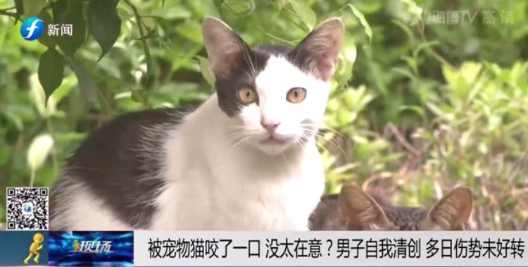 一个人在家里被大狗咬了,宠物猫咬主人一口主人被截肢