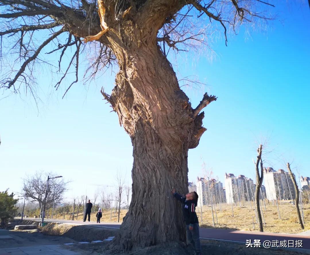 嘘！听说武威有棵树，四个人都抱不住