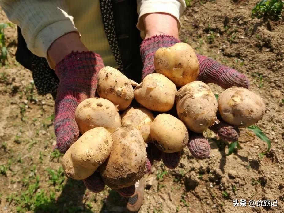 正宗恩施炕土豆摆摊,恩施炕土豆哪里卖的好吃