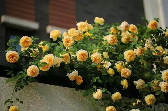 冬季北方房间适合养的木本花,这5种花随便养