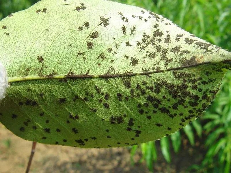 梨树防黑星病,梨树黑星病怎么治