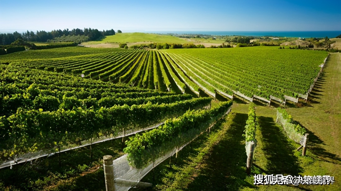 民权为什么产葡萄酒,民权葡萄酒的来历