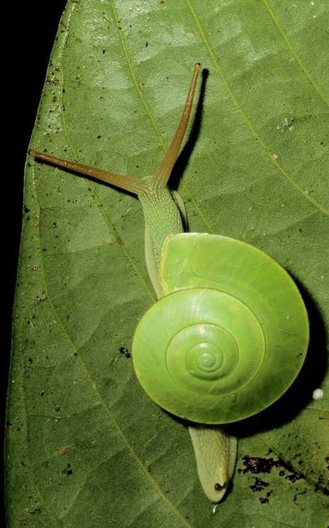 各种各样的真的小蜗牛,美丽的蜗牛图片