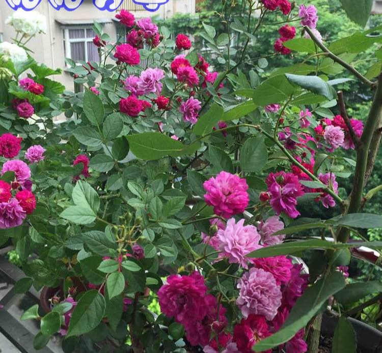 人养花花养人下句,什么花好养活又好看还可以吃的