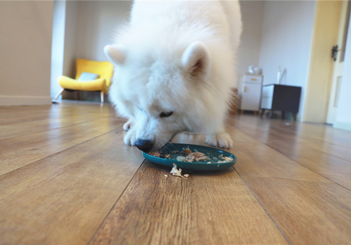 狗狗饿了什么都不吃怎么回事,狗狗零食辟谣