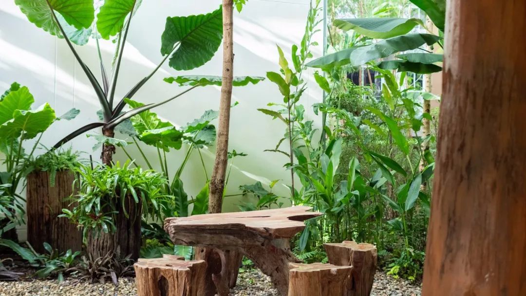 清迈夜间动物园旅游攻略,清迈到曼谷自驾游攻略