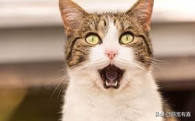 猫猫误食药怎么处理,猫猫异食癖的原因