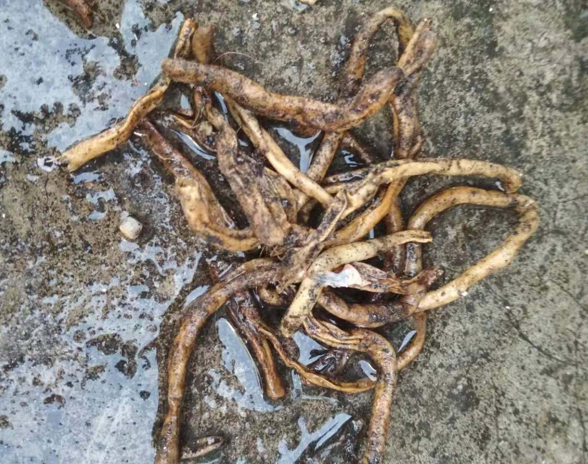 君子兰无根了如何补救,君子兰没根了怎样生出新根