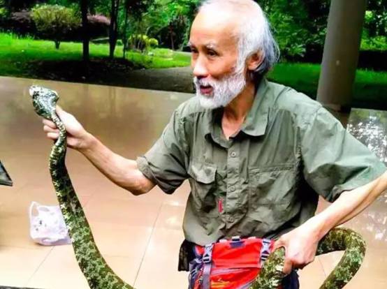 蛇中大熊猫价值,中国蛇中大熊猫