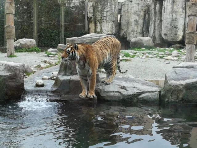 在上海迪士尼怎么玩比较快呢,在上海迪士尼玩一整天